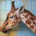 Giraffe 060310_3_1